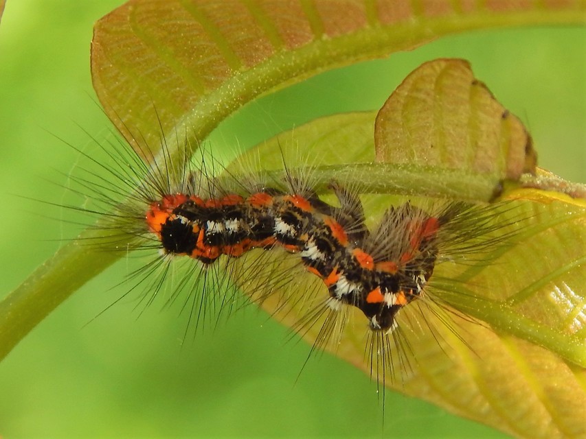 Sphrageidus similis - sárgafarú szövő