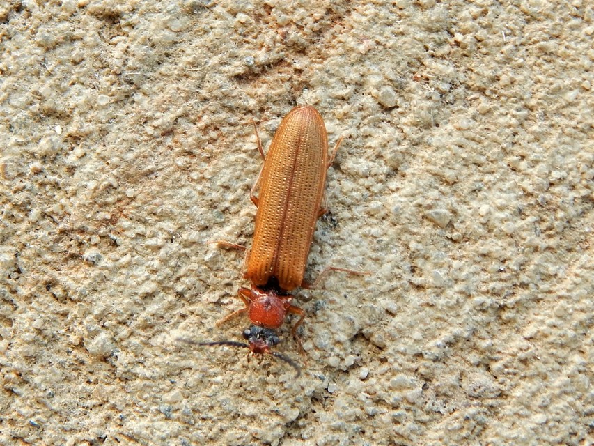 Denticollis linearis - dülledtszemű pattanó
