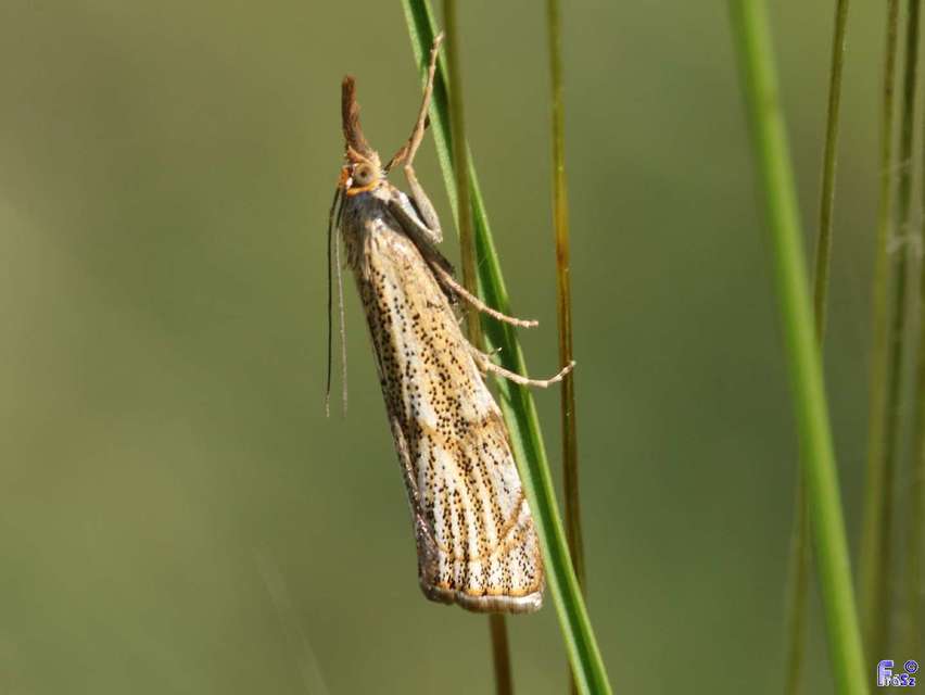 Thisanotia chrysonuchella - tavaszi fűgyökérmoly