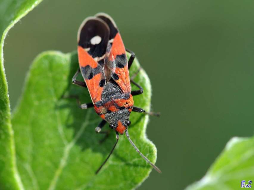 Lygaeus equestris/simulans