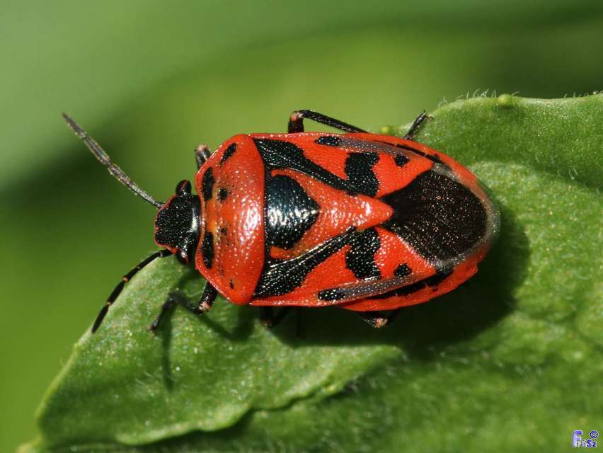 Eurydema ornata - díszespoloska