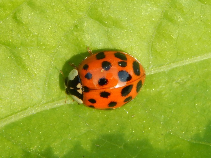 Harmonia axyridis - harlekinkatica