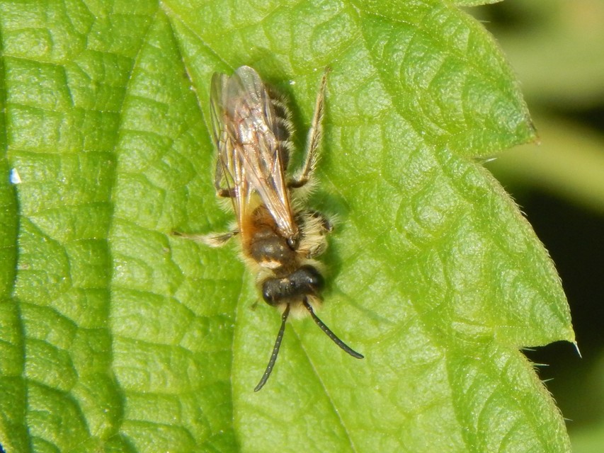Hymenoptera - Hártyásszárnyúak