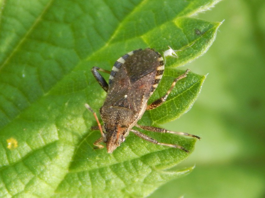 Ceraleptus gracilicornis - tüskéslábú karimáspoloska