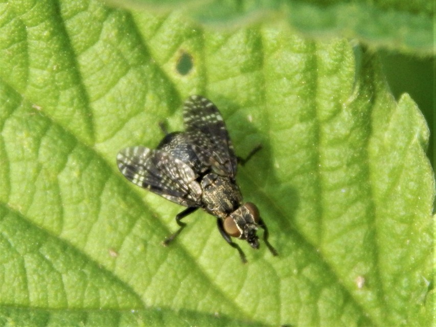 Platystoma