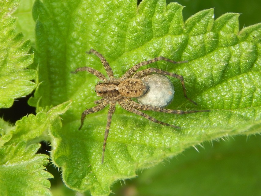 Araneae - Pókok