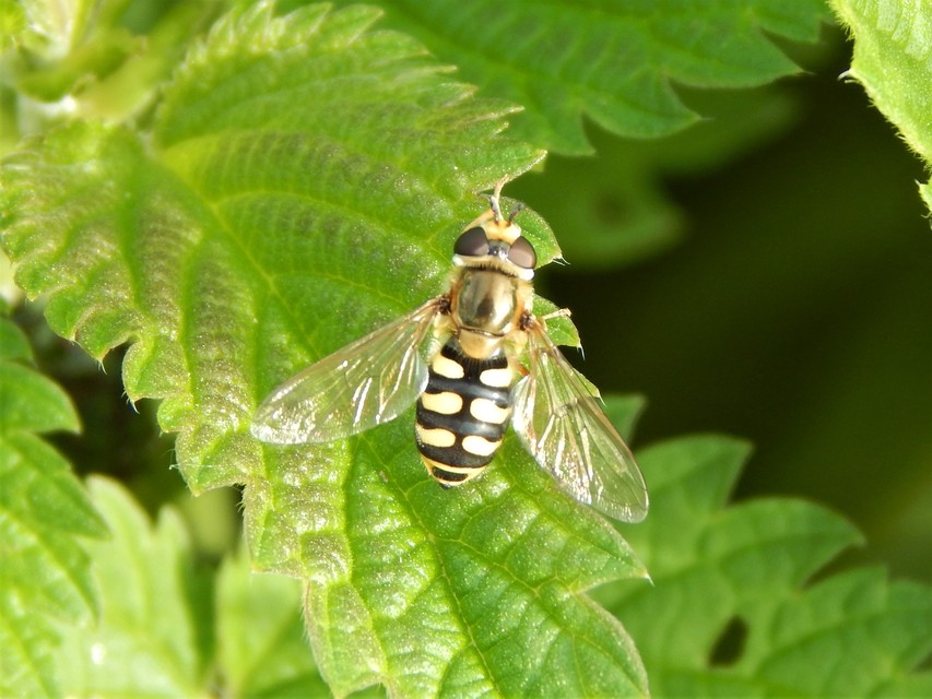 Diptera - Kétszárnyúak