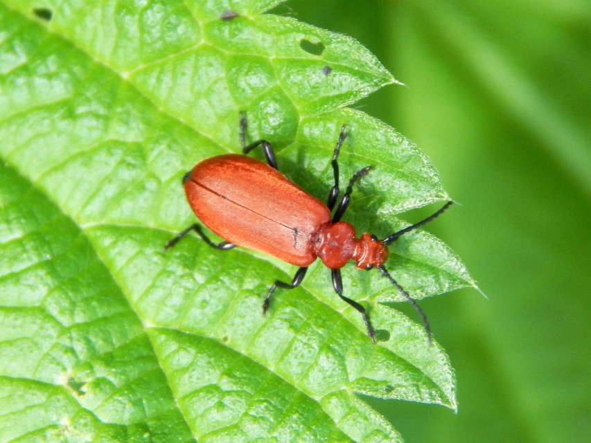 Pyrochroa serraticornis - közép-bíborbogár