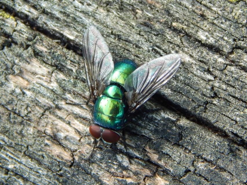 Diptera - Kétszárnyúak