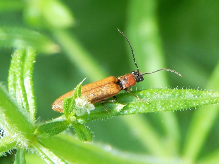 Denticollis linearis - dülledtszemű pattanó