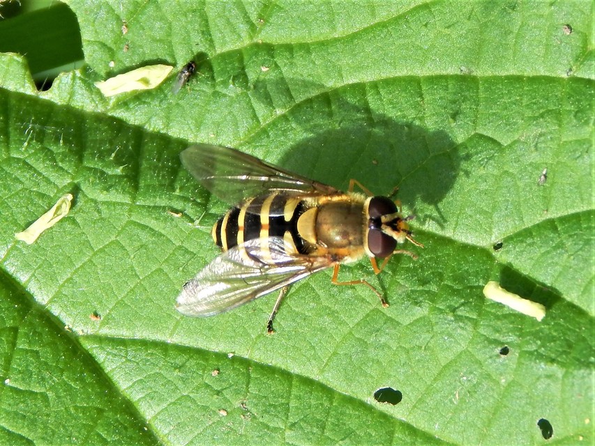 Diptera - Kétszárnyúak
