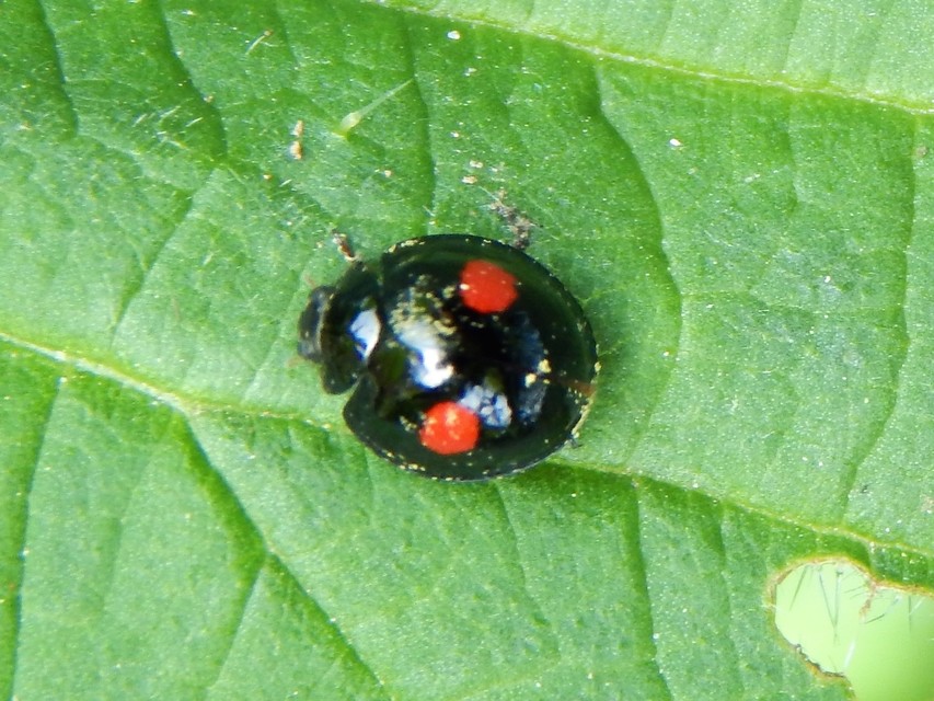 Chilocorus renipustulatus - vesefoltos szerecsenkata
