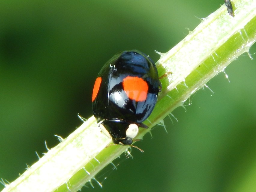 Harmonia axyridis - harlekinkatica