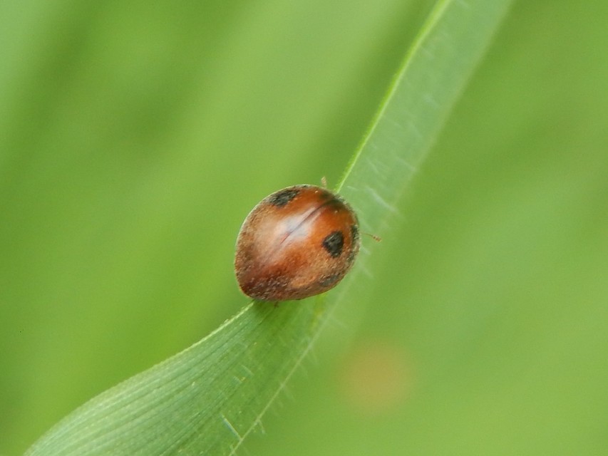 Cynegetis impunctata - pázsitfűböde