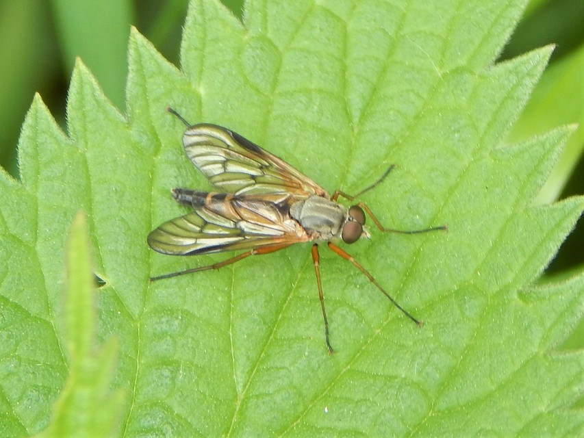 Diptera - Kétszárnyúak