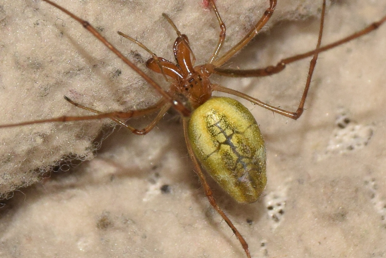Tetragnatha striata - nádi állaspók
