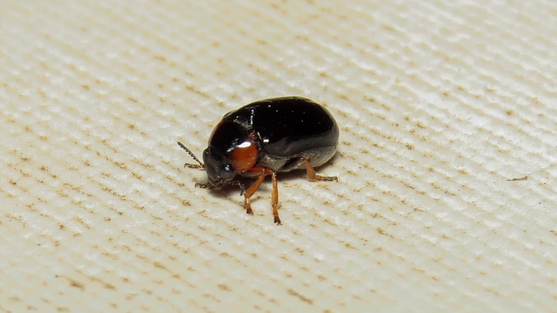Smaragdina aurita - feketehátú zsáklevelész