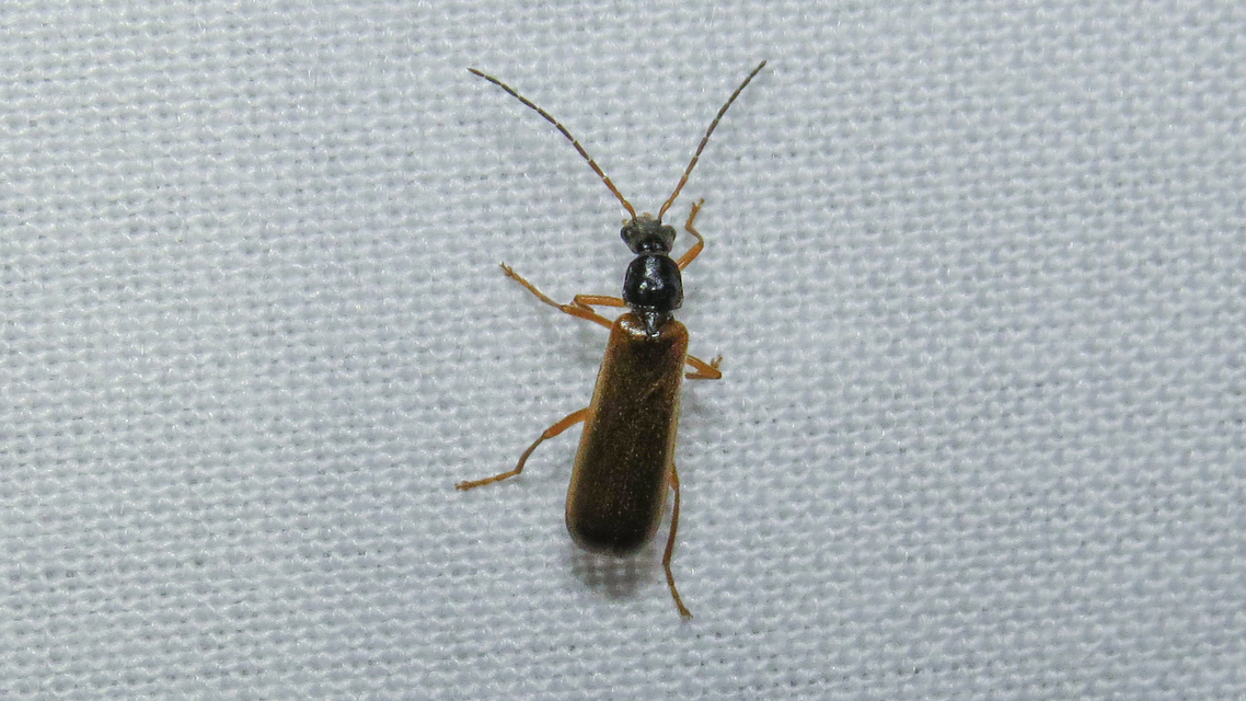 Rhagonycha lignosa - cserjés-lágybogár