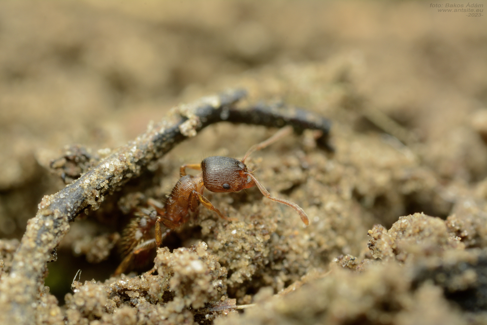 Tetramorium ferox - orosz gyepihangya