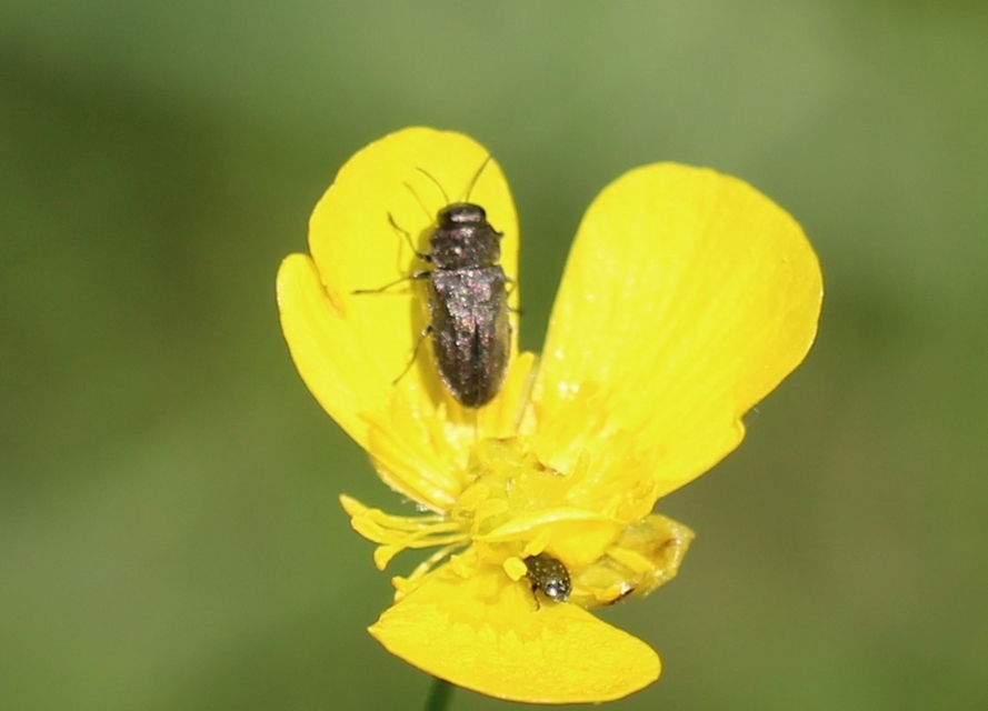 Anthaxia quadripunctata - fekete virágdíszbogár Anthaxia quadripunctata - fekete virágdíszbogár