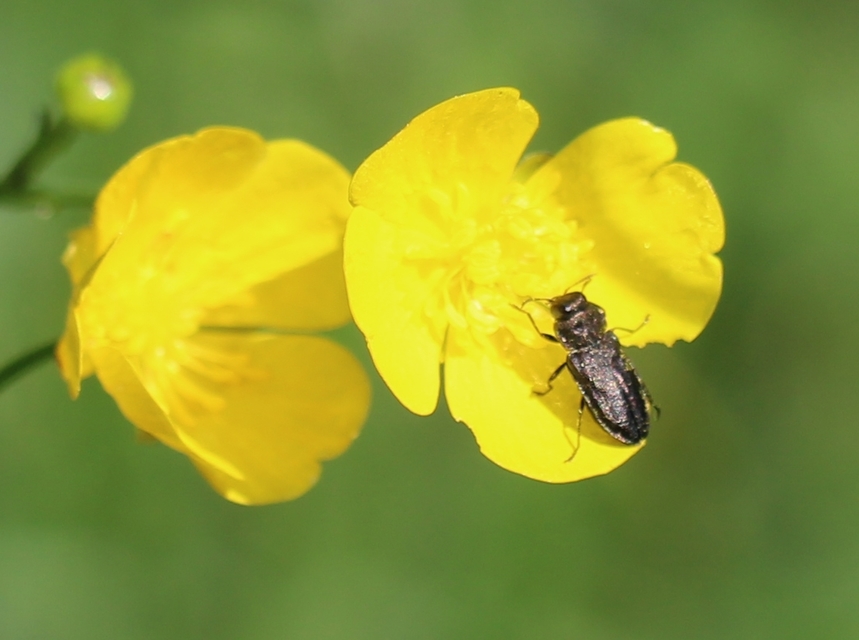 Anthaxia quadripunctata - fekete virágdíszbogár Anthaxia quadripunctata - fekete virágdíszbogár