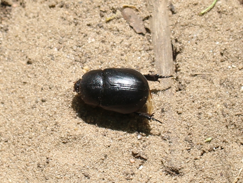 Pentodon idiota - butabogár