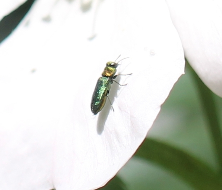 Anthaxia signaticollis - keleti virágdíszbogár