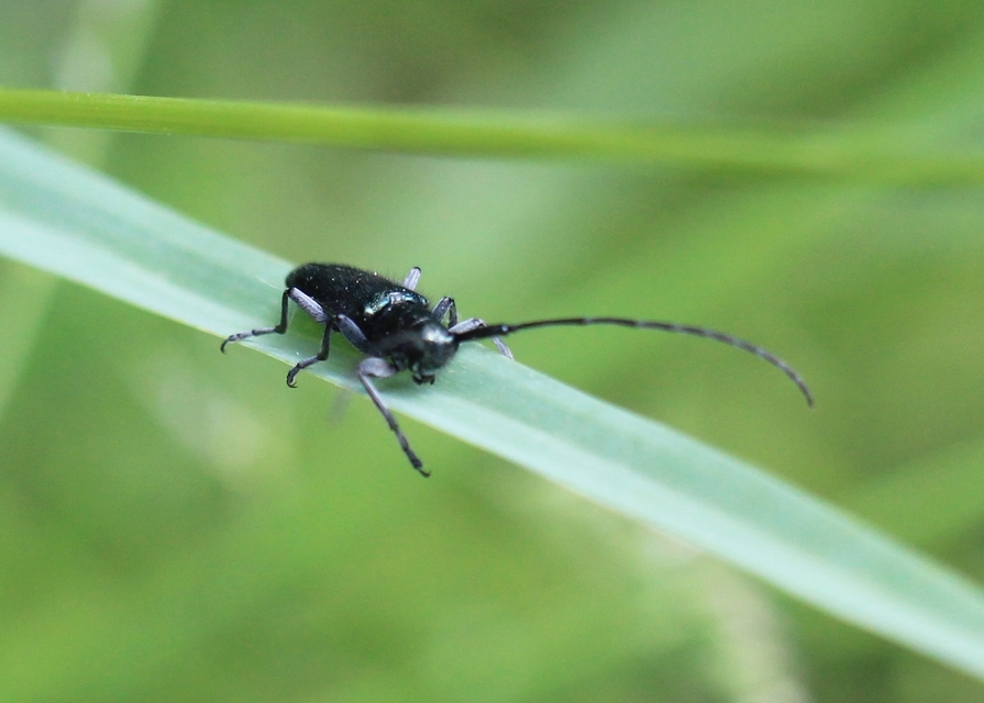 Agapanthia violacea - kék somkórócincér
