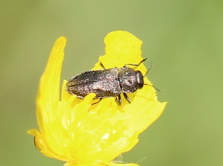 Anthaxia quadripunctata - fekete virágdíszbogár Anthaxia quadripunctata - fekete virágdíszbogár