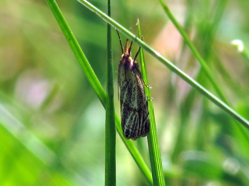 Thisanotia chrysonuchella - tavaszi fűgyökérmoly