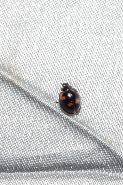 Exochomus quadripustulatus - négyfoltos szerecsenkata