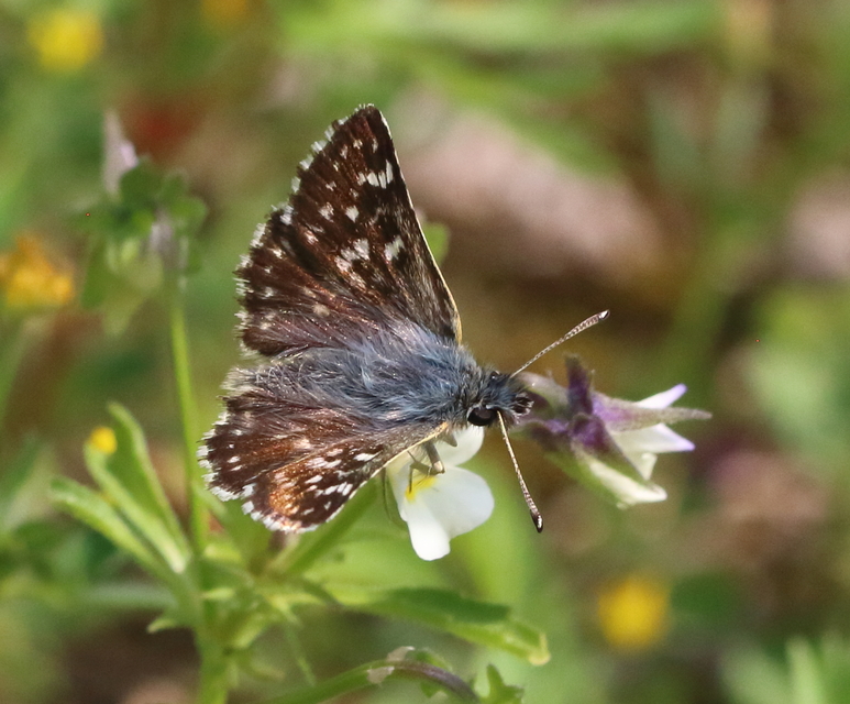 Spialia orbifer - törpe busalepke