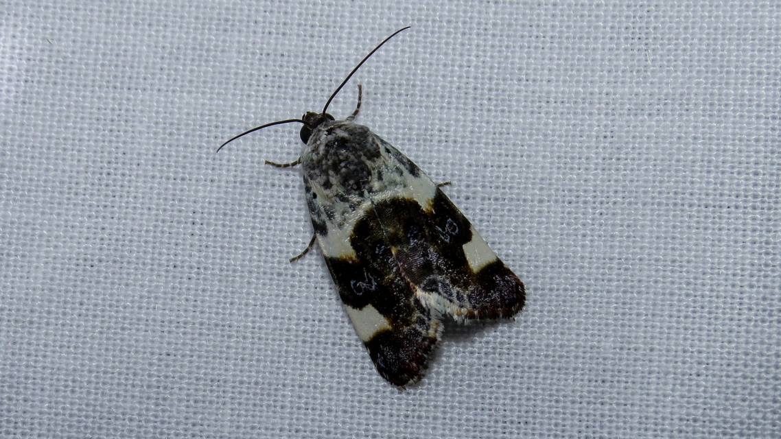Acontia lucida - fehér nappalibagoly