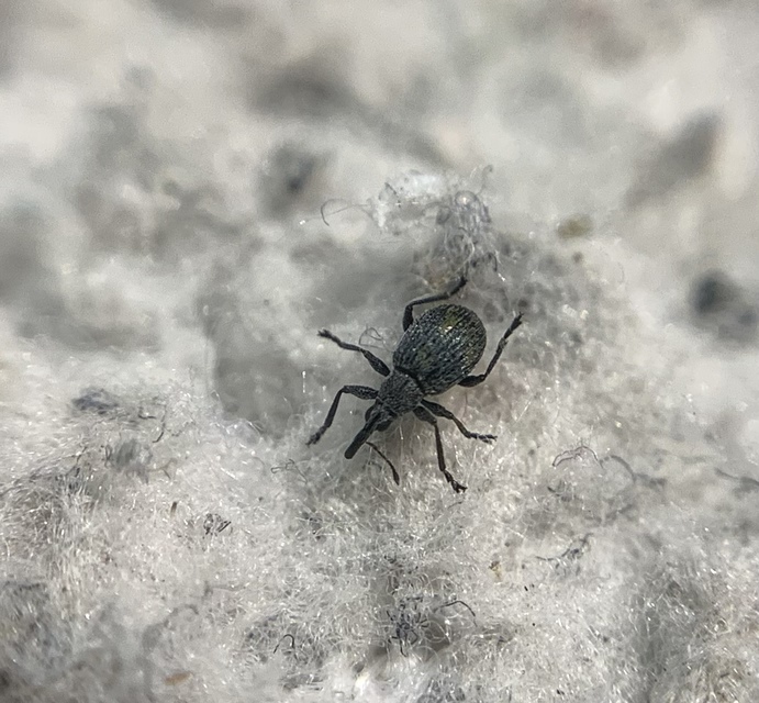 Hemitrichapion pavidum - koronafürt-cickányormányos