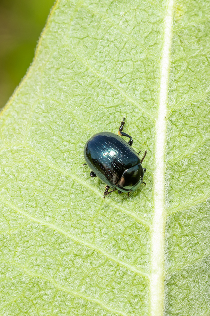 Chrysolina oricalcia - bronzos levélbogár