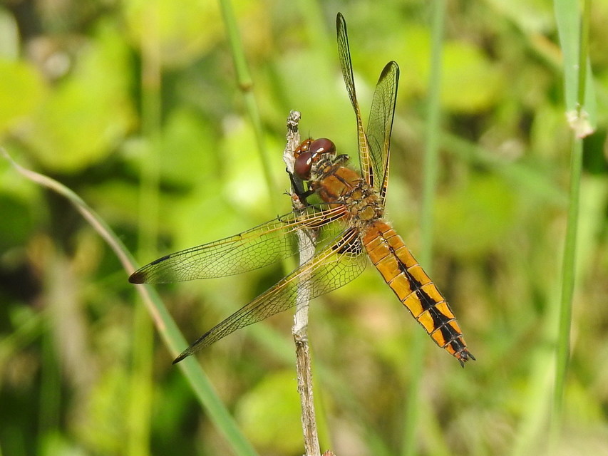 Libellula fulva - kisfoltos laposacsa