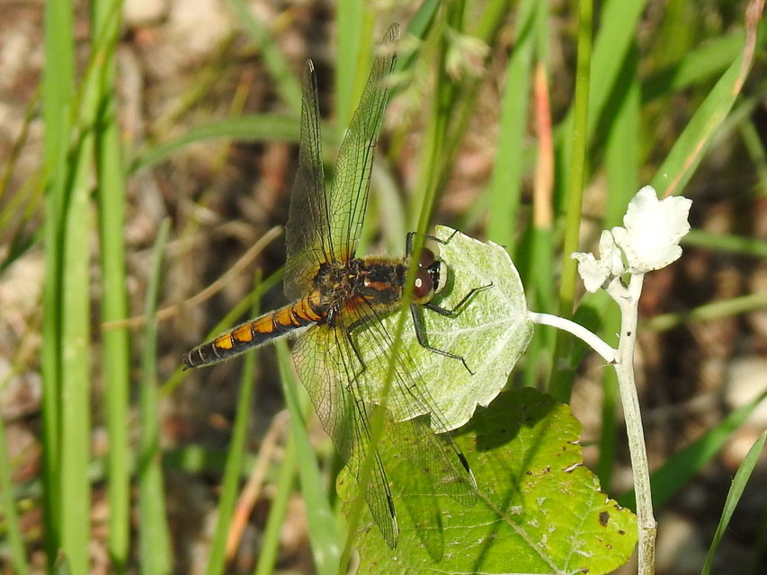 Leucorrhinia pectoralis - lápi álarcos-szitakötő