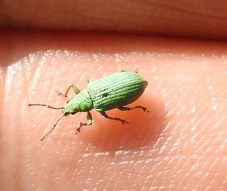 Phyllobius virideaeris - halványzöld levélormányos
