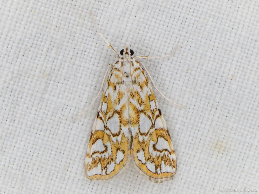 Elophila nymphaeata - tarka vízimoly