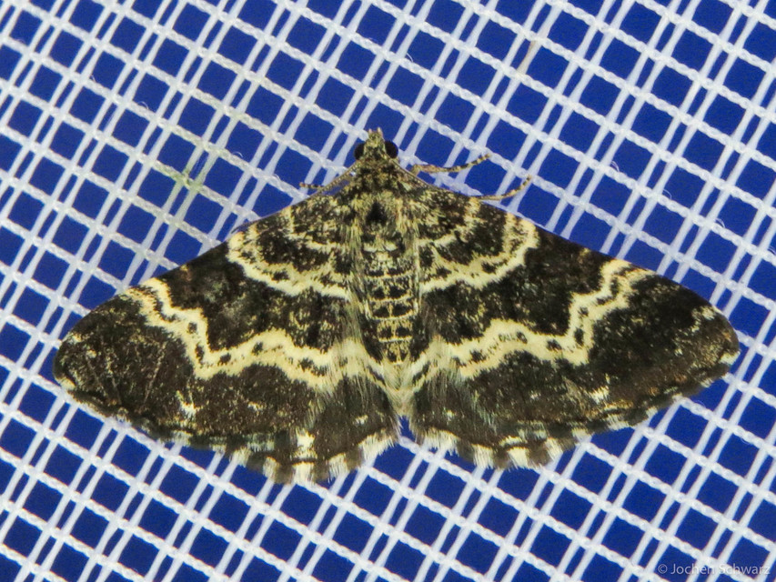 Epirrhoe tristata - gyászos tarkaaraszoló