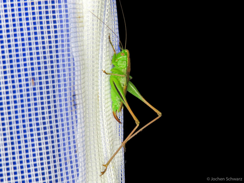 Bicolorana bicolor - halványzöld rétiszöcske
