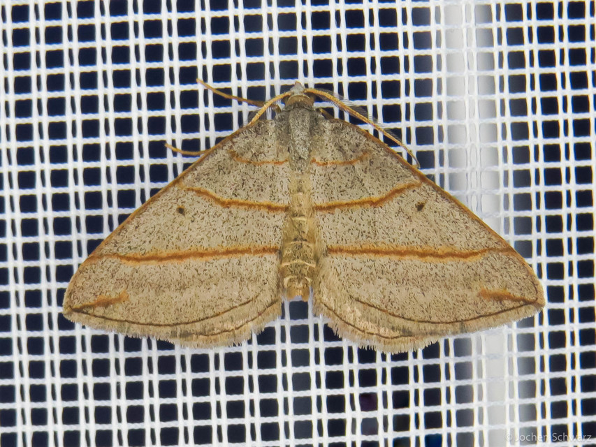 Scotopteryx mucronata/luridata/ignorata