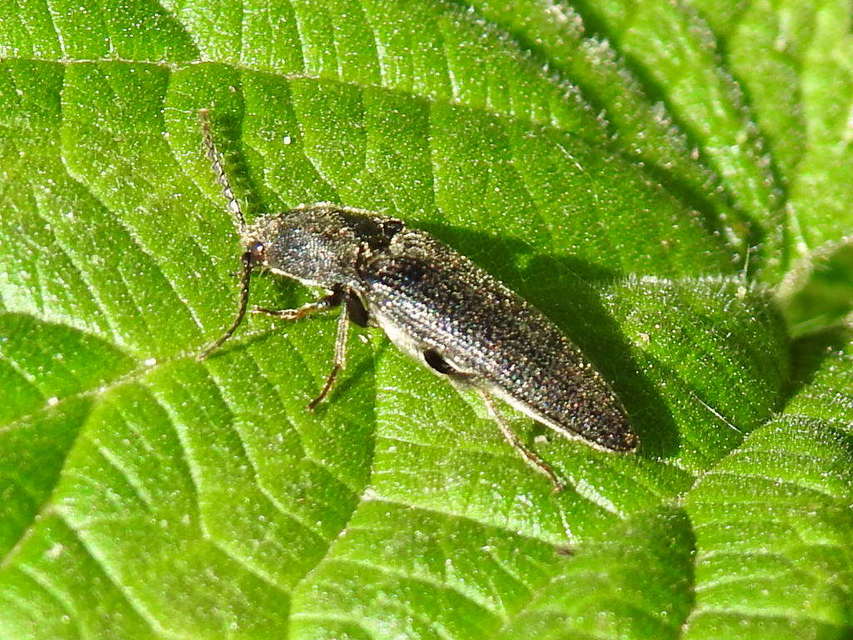 Melanotus punctolineatus - sávos gyászpattanó
