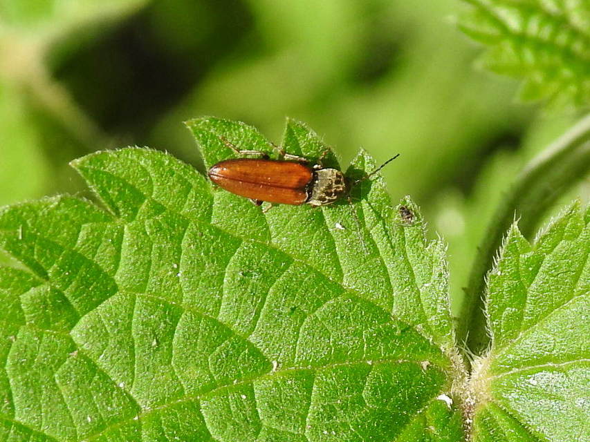 Dicronychus testaceus