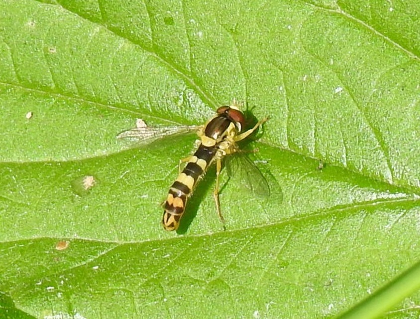 Sphaerophoria