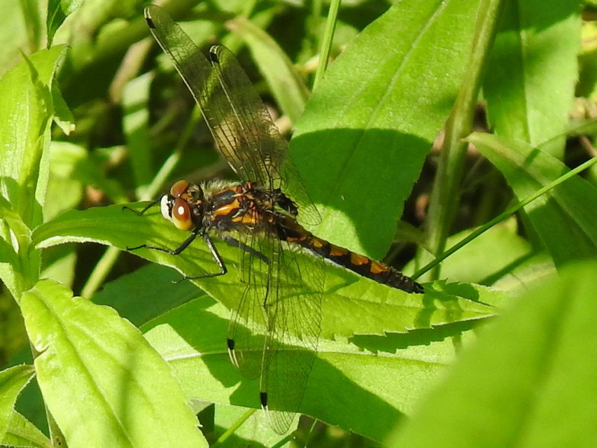 Leucorrhinia pectoralis - lápi álarcos-szitakötő