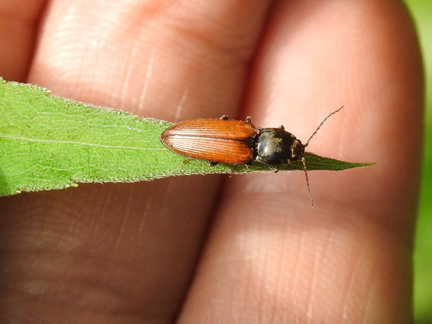 Dicronychus testaceus