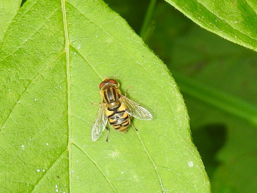 Parhelophilus