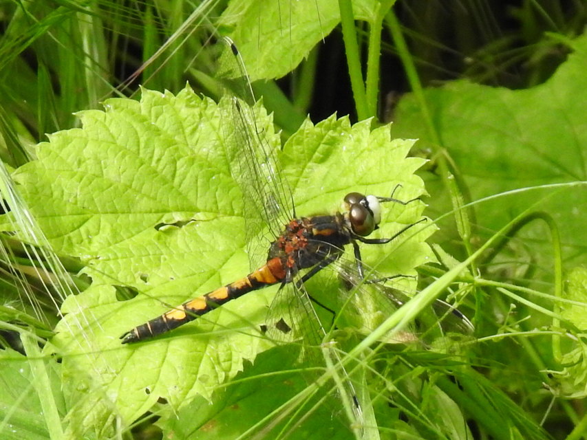 Leucorrhinia pectoralis - lápi álarcos-szitakötő