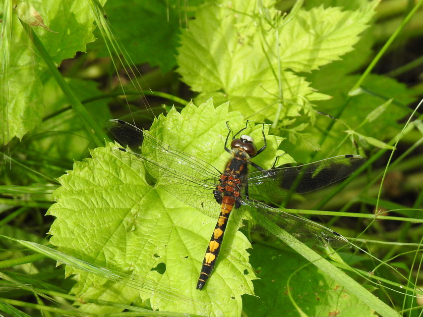 Leucorrhinia pectoralis - lápi álarcos-szitakötő